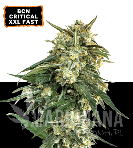 bcn-critical-xxl-nasiona-konopi-fast-version.jpg