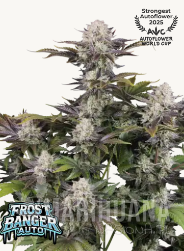 Frostbanger Auto F4.png