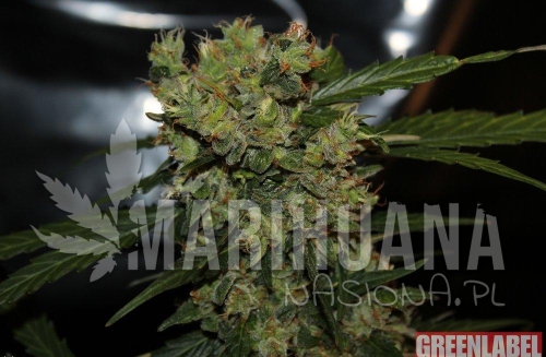 automatic-mega-bud-greenlabel-1.jpg
