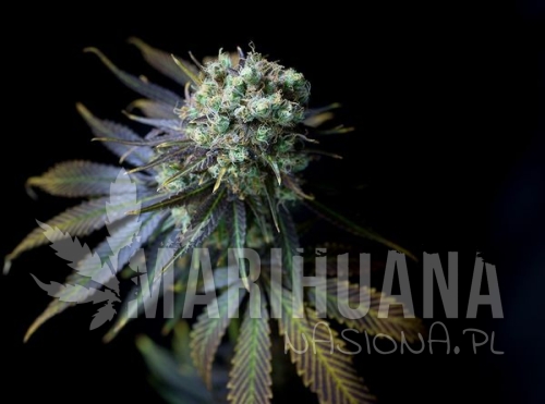 53d7771f5491de2b335374154ee186c0184231de