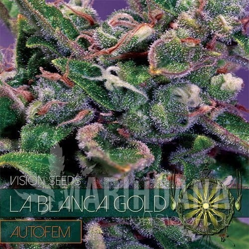 vision-seeds-auto-la-blanca500x500.jpg