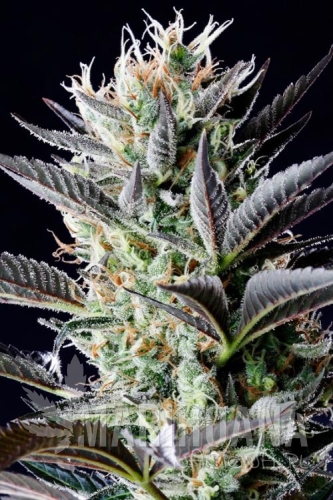 duch blue automatic.jpg