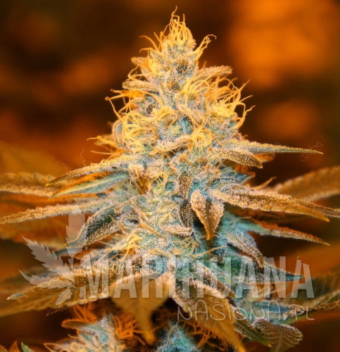 strawberry-glue-thseeds.jpg