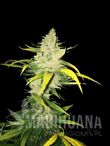 la-sage-thseeds.jpg