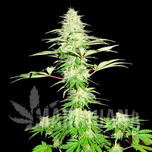 sms-blue-nitro-haze.jpg