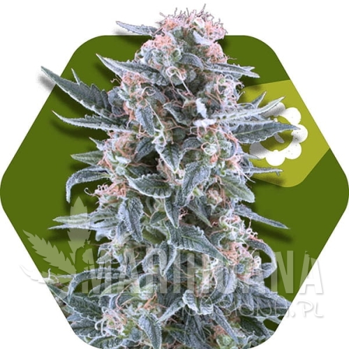 blueberry-autoflowering.jpg