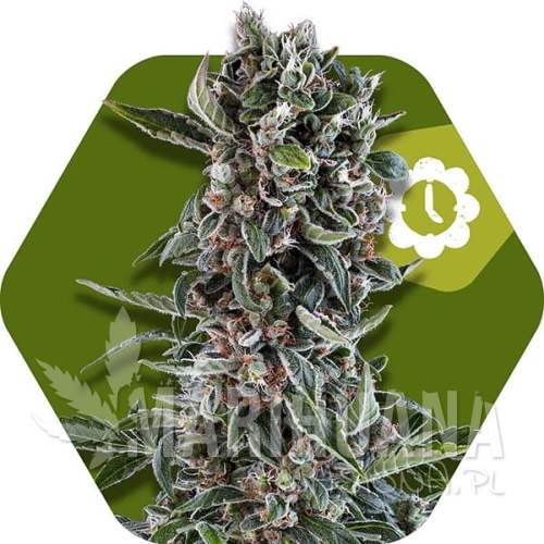 blueberry-cheese-autoflowering.jpg