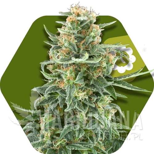little-dwarf-autoflowering.jpg