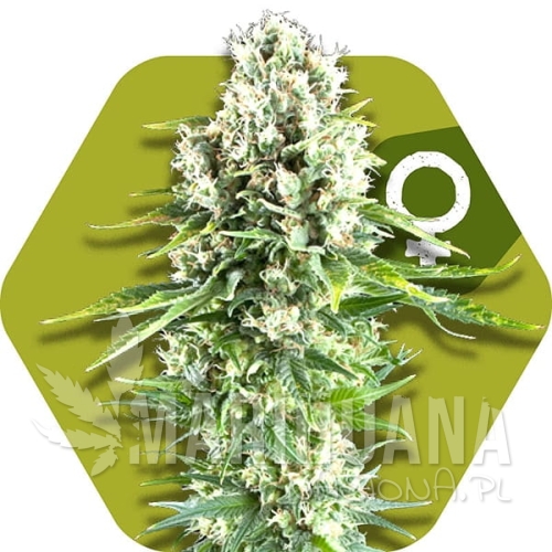 northern-lights-xl.jpg