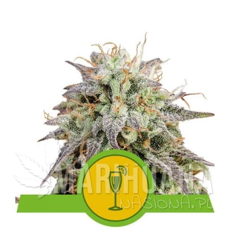 450px_mimosa-automatic_webp.jpg