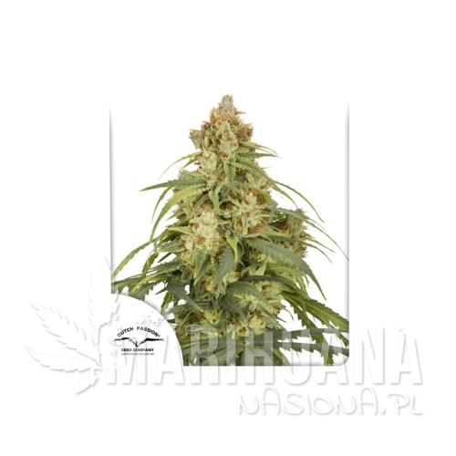 auto-cbd-victory (1).jpg
