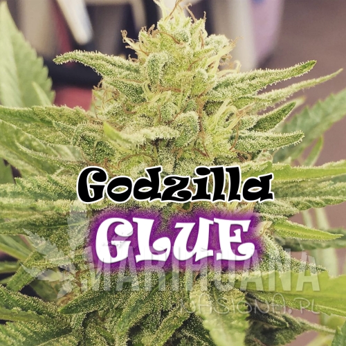 gozillaportada-scaled.jpg