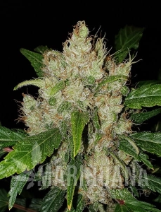Girl Scout Cookies Auto - BIOGENETIC