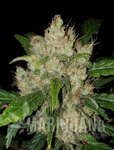 Girl-Scout-Cookies.jpg