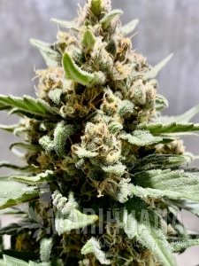 Grapefruit Auto - BIOGENETIC