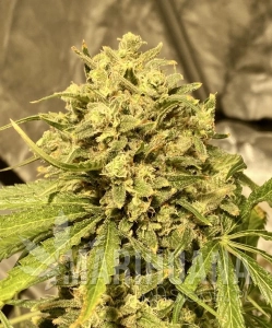 Guerilla Gold x Passion - BIOGENETIC