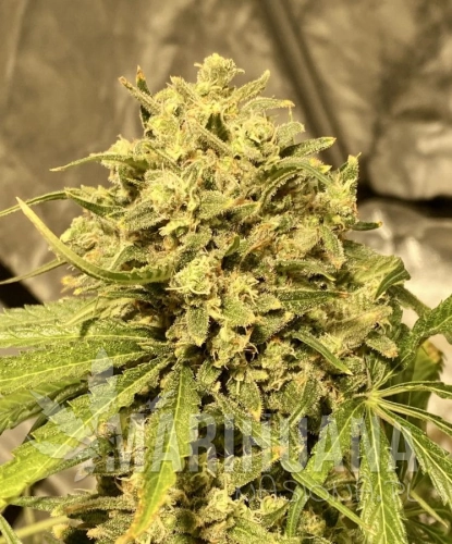 Guerilla-Gold-x-Passion-scaled-e1586120977224.jpeg