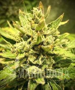 Purple Maroc x Passion - BIOGENETIC