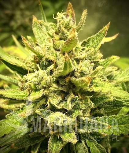 Purple-Maroc-x-Passion-768x908.jpeg