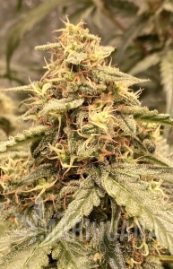 Serious 6 x Passion - BIOGENETIC