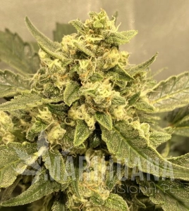 Tangie Auto - BIOGENETIC