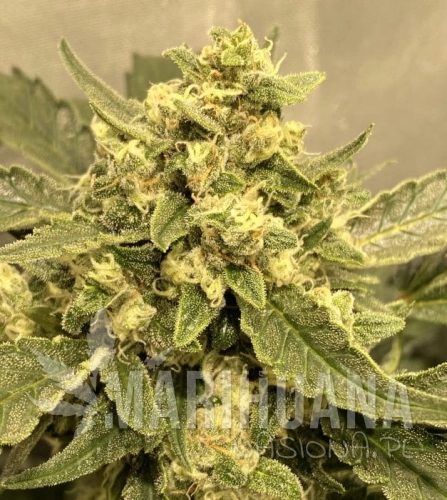 Tangie-scaled-e1586123969751.jpeg
