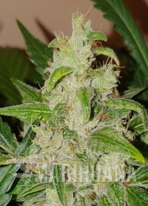 West Coast O.G Auto - BIOGENETIC