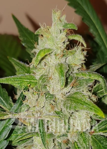 West-Coast-OG.jpg