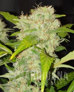 Zkittlez Auto - BIOGENETIC