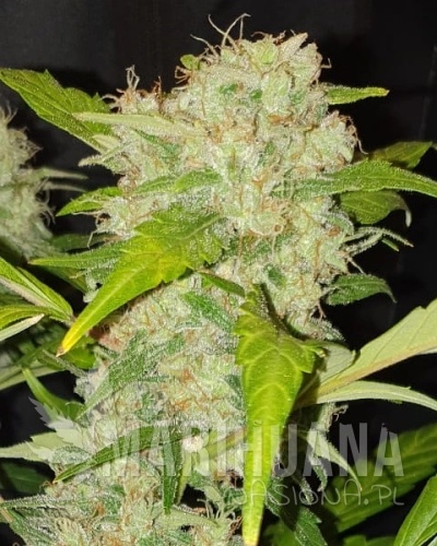 Zkittlez.jpg
