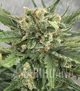 Easy Sativa Fast - BIOGENETIC