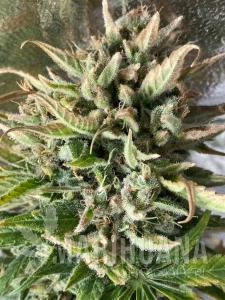 Fast Passion - BIOGENETIC