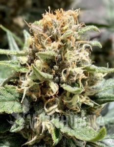 Purple Maroc Fast - BIOGENETIC