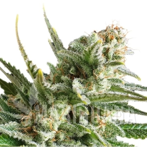 Amnesia Haze Auto - BIOGENETIC