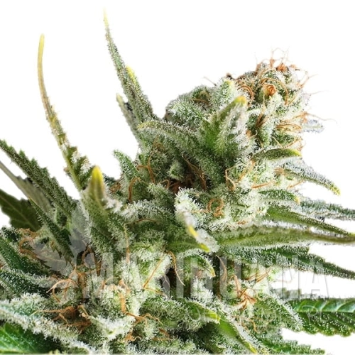 amnesia-haze1-1.jpg