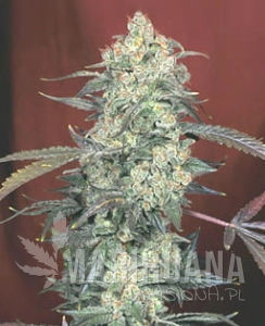 Auto AK47 - BIOGENETIC