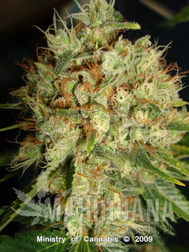 Big_Bud_XXL_Femi_4ca4b53282f00.jpg