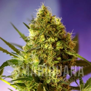 Big Devil Auto - BIOGENETIC