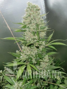 Blue Mazar Auto - BIOGENETIC