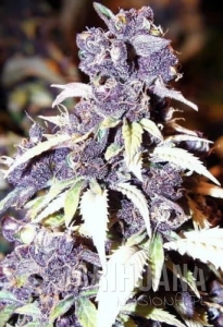Blueberry Auto - BIOGENETIC