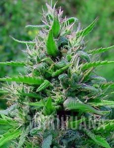 Bubblegum Auto - BIOGENETIC