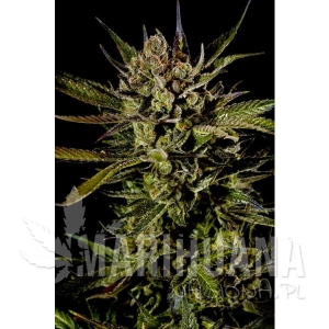 Cheese Auto - BIOGENETIC