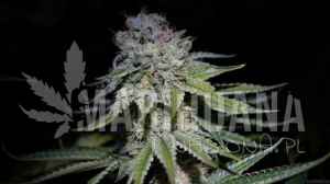 Chocolope Auto - BIOGENETIC