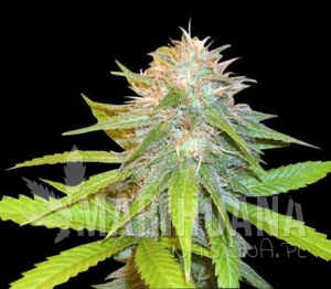 Chronic Auto - BIOGENETIC