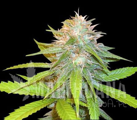 chronic-3-1.jpg