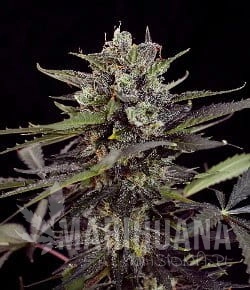 Critical Purple Auto - BIOGENETIC