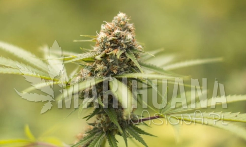 durban-poison-strain-1024x614-1.jpg