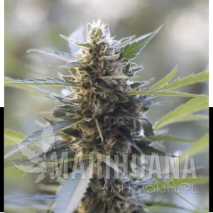 Early Skunk - BIOGENETIC