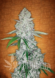 Gorilla Glue Auto - BIOGENETIC