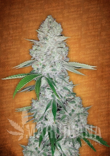 gorilla-1.jpg